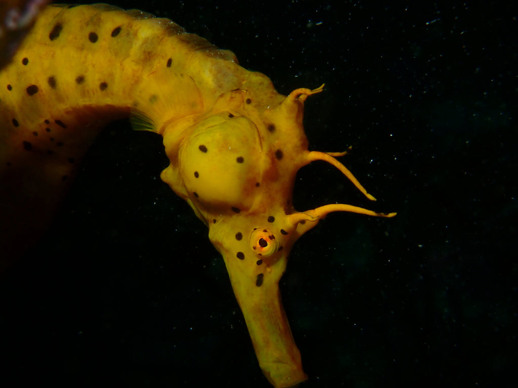 Dive into Adventure: Discover Tasmania's Underwater Wonders