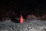 After Dark: Twin Night Dive Experience - Go Dive Tasmania