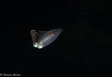 After Dark: Twin Night Dive Experience - Go Dive Tasmania