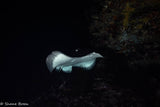 After Dark: Twin Night Dive Experience - Go Dive Tasmania