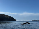 Snorkelling/Freedive Session (1/2 Day) - Go Dive Tasmania