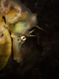 After Dark: Twin Night Dive Experience - Go Dive Tasmania