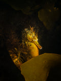 After Dark: Twin Night Dive Experience - Go Dive Tasmania