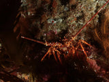 After Dark: Twin Night Dive Experience - Go Dive Tasmania