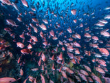 Boat Dives - Tas Mermaids Booking Link - Go Dive Tasmania