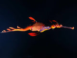 After Dark: Twin Night Dive Experience - Go Dive Tasmania