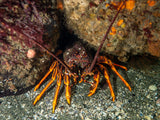 Boat Dives - Tas Mermaids Booking Link - Go Dive Tasmania