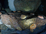 After Dark: Twin Night Dive Experience - Go Dive Tasmania