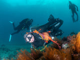 Boat Dives - Tas Mermaids Booking Link - Go Dive Tasmania