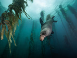 Boat Dives - Tas Mermaids Booking Link - Go Dive Tasmania