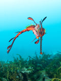 Boat Dives - Tas Mermaids Booking Link - Go Dive Tasmania