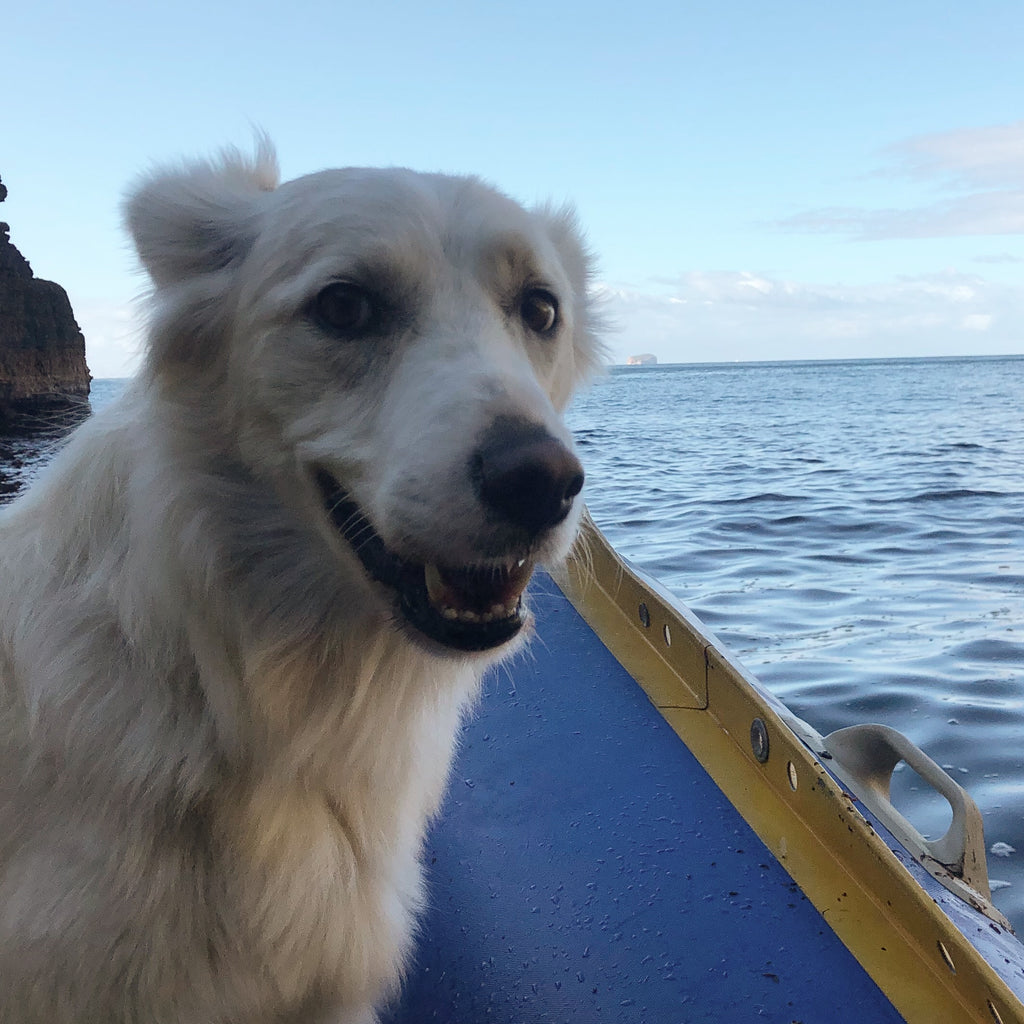 Have you met Toby? - The Customer Satisfaction Doggo