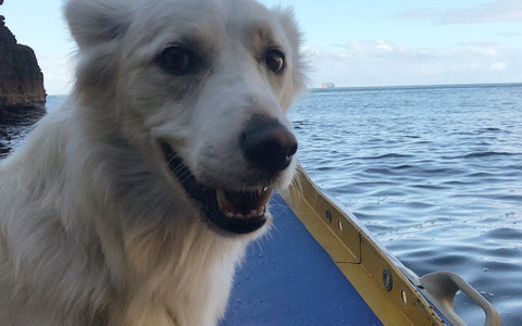 Have you met Toby? - The Customer Satisfaction Doggo