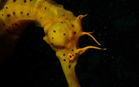 Dive into Adventure: Discover Tasmania's Underwater Wonders