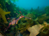 Double Boat Dive (1 Day) - Go Dive Tasmania