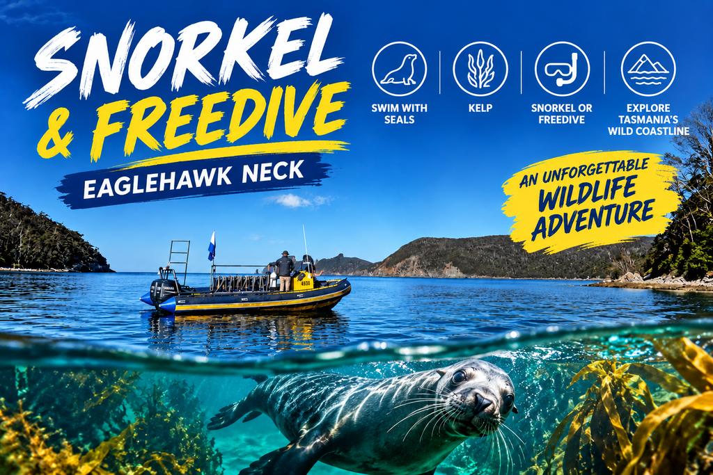 Snorkel & Freedive Eaglehawk Neck