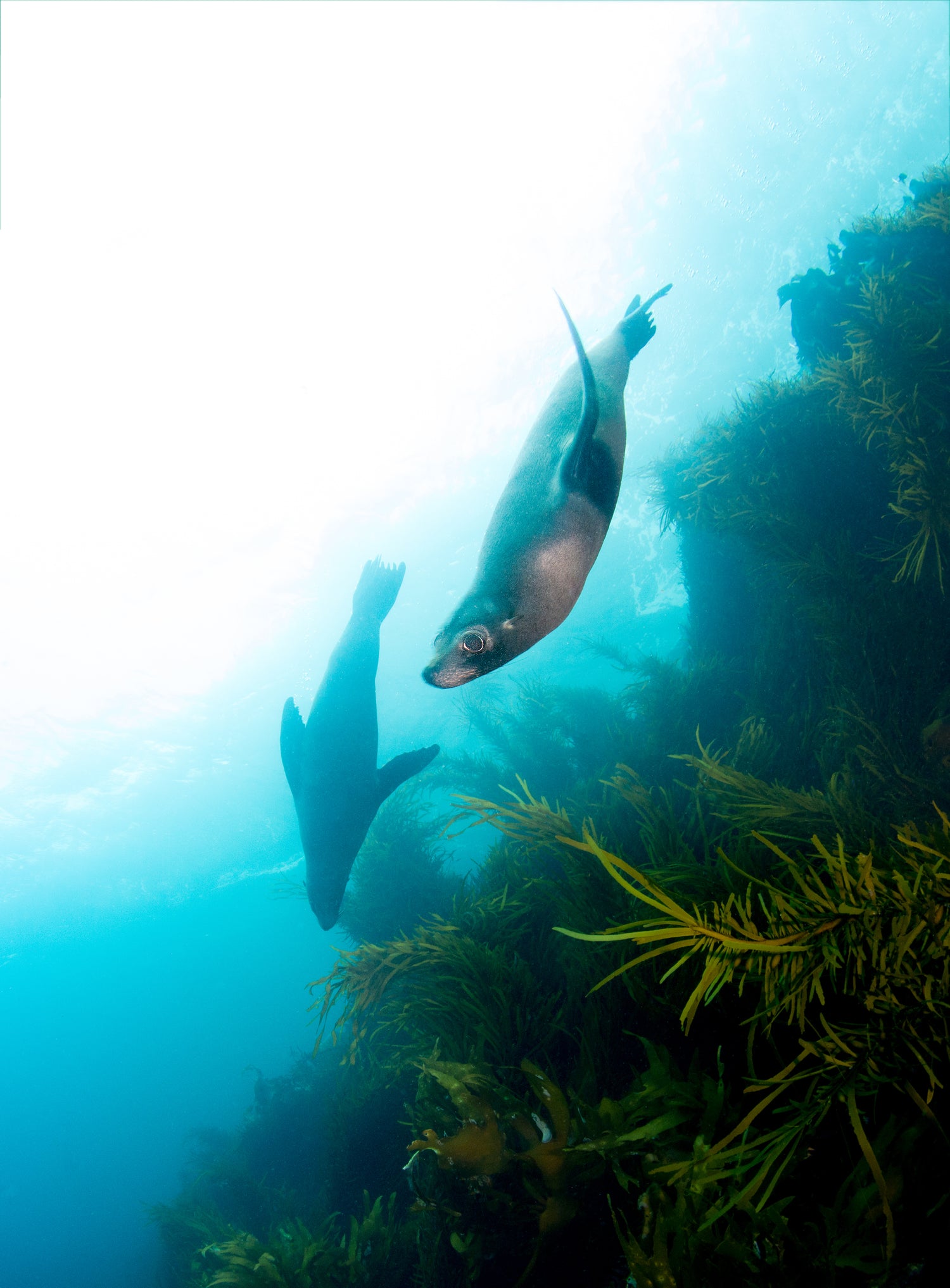 Snorkelling/Freedive Session (1/2 Day) - Go Dive Tasmania