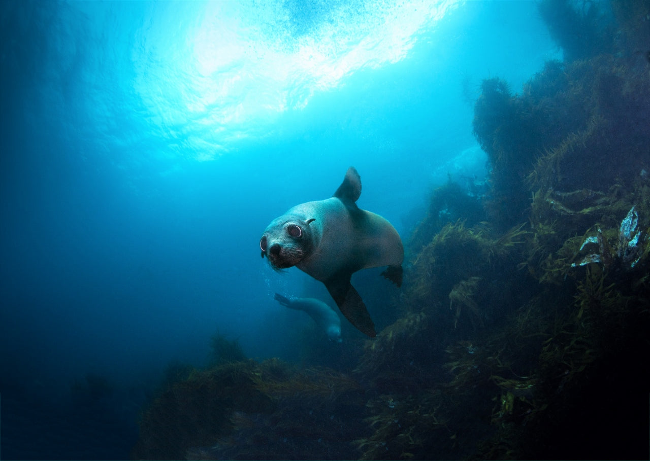 Snorkelling/Freedive Session (1/2 Day) - Go Dive Tasmania