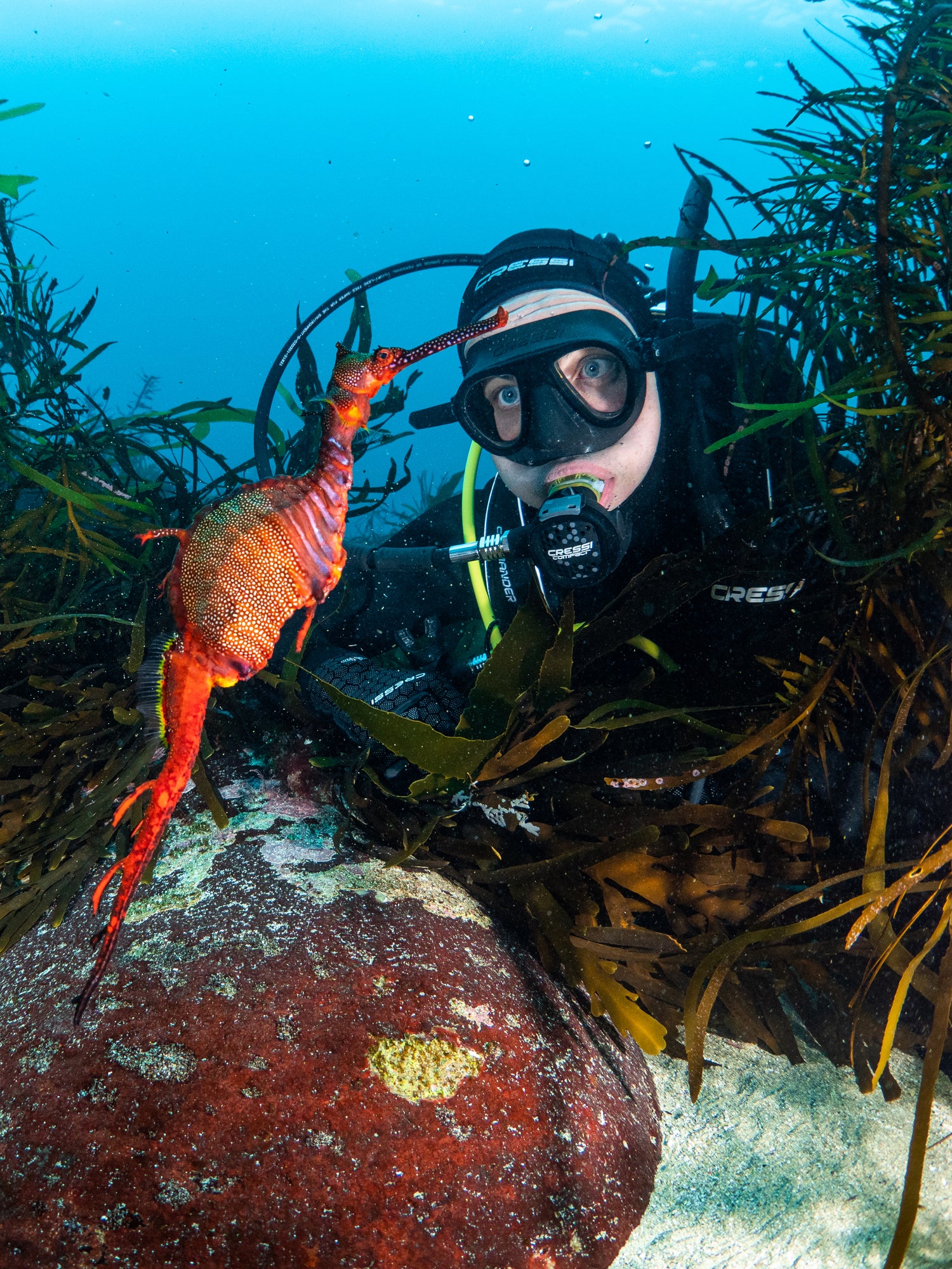 📸 Underwater Photography Retreat – 2-Day Masterclass with Matt Testoni - Go Dive Tasmania