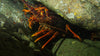 Double Crayfish Boat Dive - Go Dive Tasmania