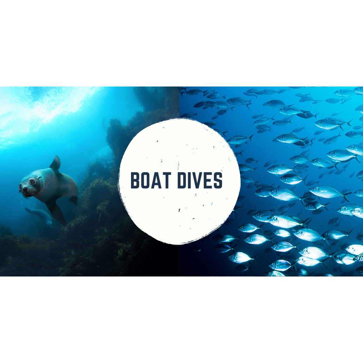 Double Boat Dive (1 Day) - Go Dive Tasmania