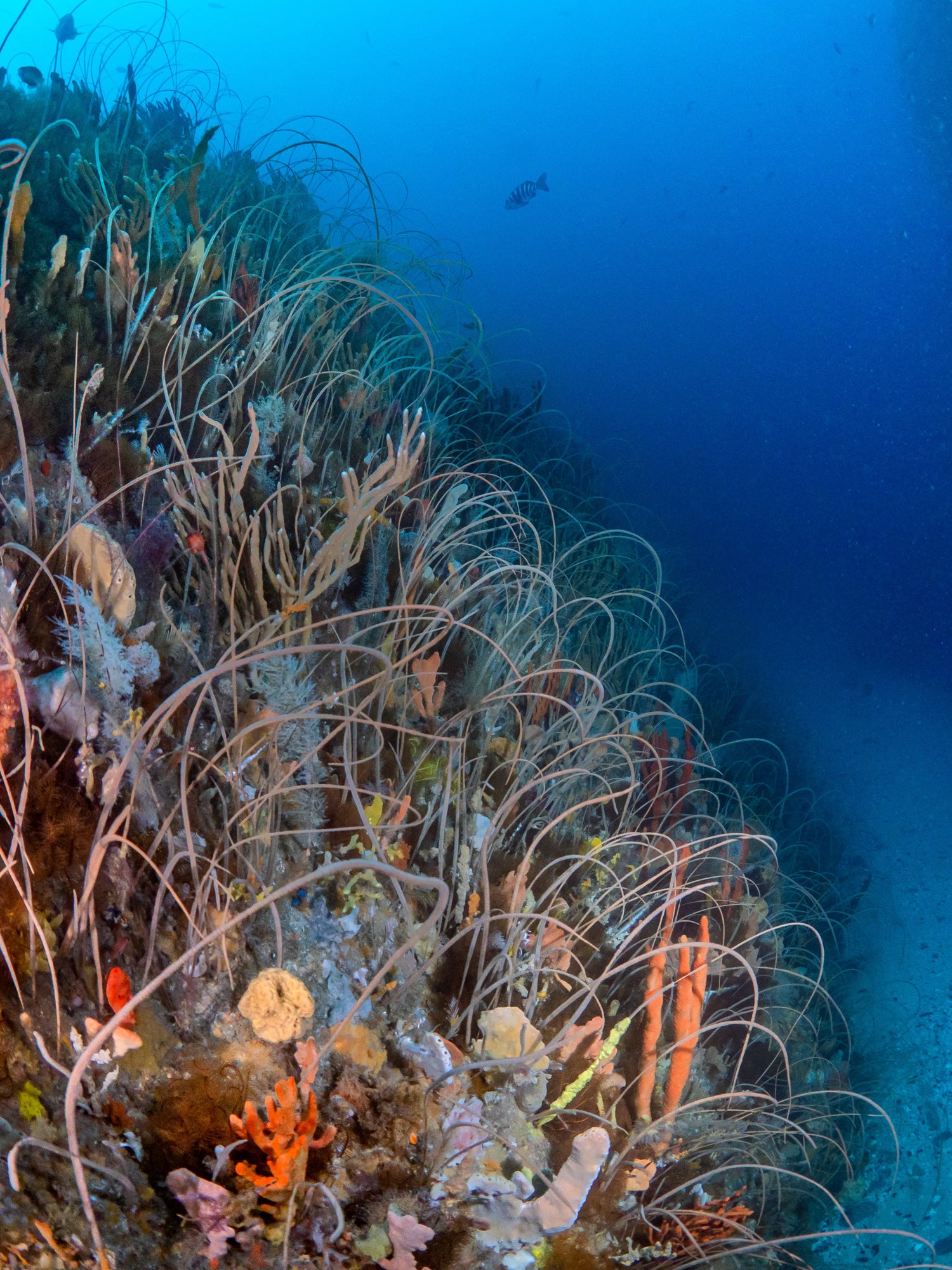 PADI Deep Diver Course - Go Dive Tasmania