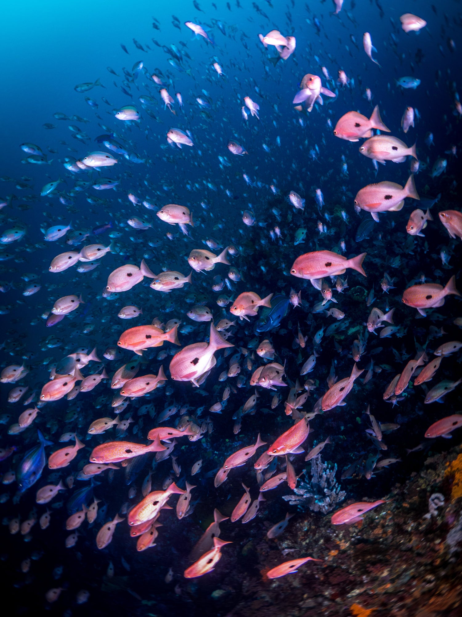 PADI Deep Diver Course - Go Dive Tasmania