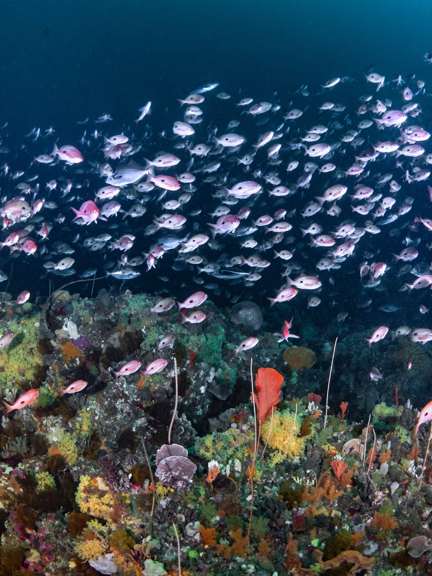 PADI Deep Diver Course - Go Dive Tasmania